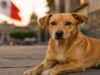 Cachorro caramelo: por que seu reconhecimento como raça mexicana causa polêmica