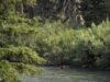 Homem de SoCal sobrevive ao ataque de urso pardo no Parque Nacional Glacier
