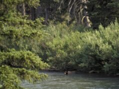 Homem de SoCal sobrevive ao ataque de urso pardo no Parque Nacional Glacier