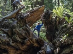 Um guia para o condado de Humboldt, lar das árvores mais altas do mundo