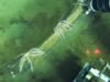 Cientistas encontraram sepulturas de baleias no Oceano Índico com milhões de anos