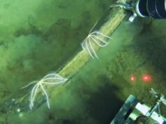 Cientistas encontraram sepulturas de baleias no Oceano Índico com milhões de anos