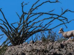 Ovelhas ameaçadas de extinção encontradas em arame farpado na fronteira entre EUA e México