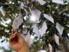 “Wish Trees” de Yoko Ono no Broad é um instantâneo do que Los Angeles está sentindo agora.