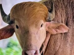 Búfalo albino raro, apelidado de Donald Trump por seus cabelos dourados, atrai multidões no parque nacional de Bangladesh