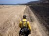 Um incêndio florestal devastou uma ilha intocada da Califórnia. Isso vai curar?