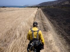 Um incêndio florestal devastou uma ilha intocada da Califórnia. Isso vai curar?