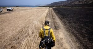 Um incêndio florestal devastou uma ilha intocada da Califórnia. Isso vai curar?