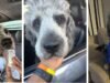 Em comemoração aos Knicks, o LAPD matou um cachorro da família no SoCal