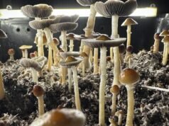 Homem de SoCal se declara culpado de alimentar seu filho com cogumelos alucinógenos