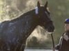 A estrela do Kentucky Derby, Cherie DeVaux, espera uma surpresa Golden Tempo