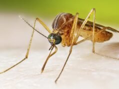 Autoridades de saúde alertam sobre o vírus do Nilo Ocidental em mosquitos em Alhambra e infecção humana em Long Beach