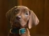 ‘Scooby-Doo: Origins’ da Netflix revela seus filhos muito bons e reais
