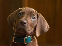 ‘Scooby-Doo: Origins’ da Netflix revela seus filhos muito bons e reais