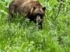 Casal e cachorro atacados por urso em Mammoth Lake, urso morto