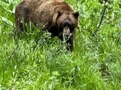 Casal e cachorro atacados por urso em Mammoth Lake, urso morto