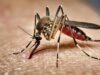 Como o projeto 32 milhões de mosquitos do Google pode mudar a luta contra a dengue na Califórnia