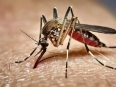 Como o projeto 32 milhões de mosquitos do Google pode mudar a luta contra a dengue na Califórnia