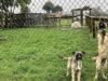 ‘Sepultura comum’ no resgate de NorCal, onde centenas de animais estão desaparecidos