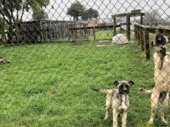 ‘Sepultura comum’ no resgate de NorCal, onde centenas de animais estão desaparecidos