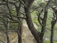 Mal sabemos o que se perdeu no incêndio na Ilha de Santa Rosa