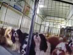 Confira os cães de resgate da polícia trancados no U-Haul perto de Temecula