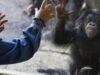 Zoológico de Los Angeles, dividido e perdendo membros, precisa de gestão independente, conclui o grande júri