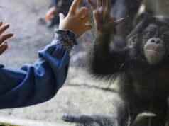 Zoológico de Los Angeles, dividido e perdendo membros, precisa de gestão independente, conclui o grande júri