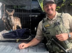 Os cervos foram capturados e mantidos em uma casinha de cachorro por uma semana. Os residentes da Bay Area são mencionados