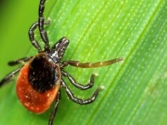 A Califórnia está sofrendo de uma infecção viral rara. O que saber