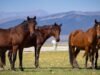 450 cavalos enfrentam realocação na Serra Oriental, alimentando conflitos