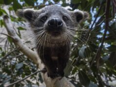 Bebês no Zoológico de San Diego, os primeiros novos ursos em mais de 25 anos