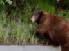 A cara do urso de 19 anos, o baú na janela da casa Crestline
