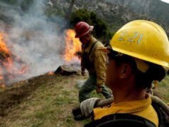 Participante: O Serviço Florestal é importante demais para ser um preso político