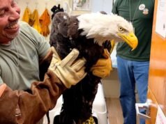 Ainda em estado crítico, a águia Big Bear Jackie recebe uma transfusão que salva vidas