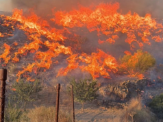 Presos pelo fogo em poucos minutos: o incêndio em Los Gallardos (Almería) acordou as vítimas que tentavam sair de carro ou a pé.