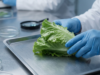 Tudo o que você precisa saber sobre a ciclosporíase, a doença intestinal associada à alface contaminada