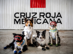 Cruz Vermelha Mexicana homenageia equipes de resgate e casal de cães após missão humanitária na Venezuela