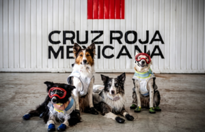 Cruz Vermelha Mexicana homenageia equipes de resgate e casal de cães após missão humanitária na Venezuela