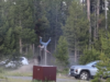 Bison ataca o avô na frente dos netos no acampamento de Yellowstone: vídeo chocante do ataque