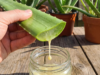 Aloe vera intoxicado: a parte do aloe vera que tem evidência clínica e a parte que pode ser tóxica se não for preparada adequadamente