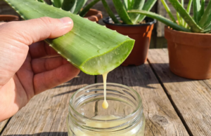 Aloe vera intoxicado: a parte do aloe vera que tem evidência clínica e a parte que pode ser tóxica se não for preparada adequadamente