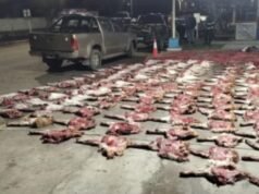Mais de 190 quilos de cortes de carne de espécies protegidas foram apreendidos durante busca da polícia em Santa Cruz