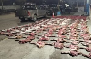 Mais de 190 quilos de cortes de carne de espécies protegidas foram apreendidos durante busca da polícia em Santa Cruz