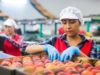 Chile facilitará concessões para estrangeiros que trabalham como trabalhadores sazonais na agricultura