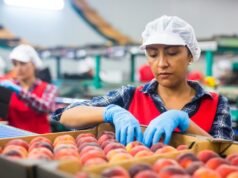Chile facilitará concessões para estrangeiros que trabalham como trabalhadores sazonais na agricultura