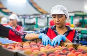 Chile facilitará concessões para estrangeiros que trabalham como trabalhadores sazonais na agricultura