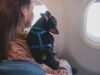Não, a Europa não alterou os requisitos para voar com animais de estimação: o que diz a nova lei sobre o transporte de animais