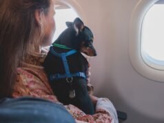 Não, a Europa não alterou os requisitos para voar com animais de estimação: o que diz a nova lei sobre o transporte de animais