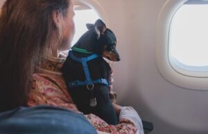 Não, a Europa não alterou os requisitos para voar com animais de estimação: o que diz a nova lei sobre o transporte de animais